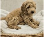 Small Photo #6 Goldendoodle (Miniature) Puppy For Sale in EAGLE MOUNTAIN, UT, USA