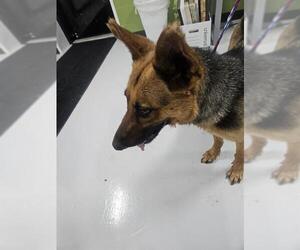 German Shepherd Dog Dogs for adoption in Temple, TX, USA
