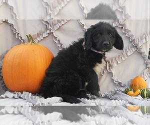 Border Collie-Labradoodle Mix Puppy for sale in LANCASTER, PA, USA