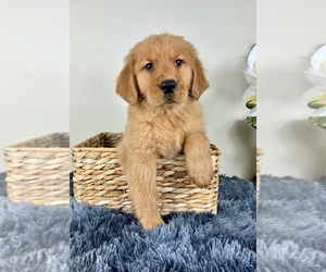 Golden Retriever Puppy for sale in GREENFIELD, IN, USA