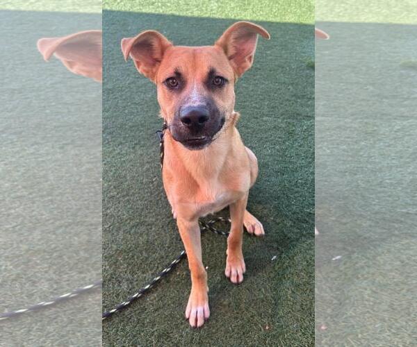 Medium Photo #11 Labrador Retriever-Unknown Mix Puppy For Sale in Rockwall, TX, USA