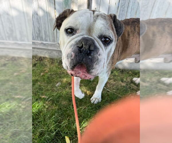 Medium Photo #3 Bulloxer Puppy For Sale in Salt Lake City, UT, USA