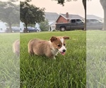Small Photo #34 Pembroke Welsh Corgi Puppy For Sale in MILFORD, IN, USA
