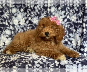 Cavapoo Puppy for sale in LAKELAND, FL, USA