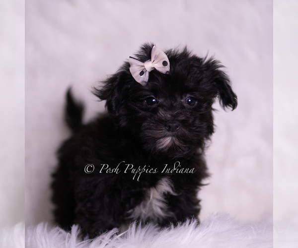 Medium Photo #4 Morkie Puppy For Sale in WARSAW, IN, USA