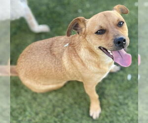 Levi - Male Dachshund-Unknown Mix Dog for Adoption - Photo #4