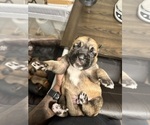 Small Photo #42 Cane Corso-Saint Bernard Mix Puppy For Sale in LIVERMORE, CA, USA