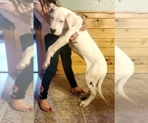 Dogo Argentino Puppy for sale in BELGRADE, ME, USA