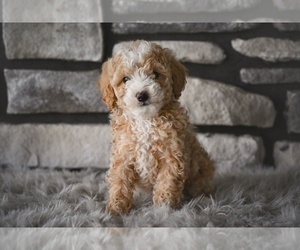 Medium Poodle (Toy)