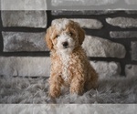 Small Poodle (Toy)
