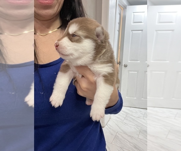 Medium Photo #2 Siberian Husky Puppy For Sale in BUTLER, NJ, USA
