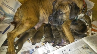 Father of the Boxer puppies born on 10/12/2016