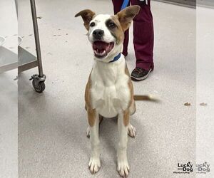 Australian Shepherd-Unknown Mix Dogs for adoption in Washington, DC, USA