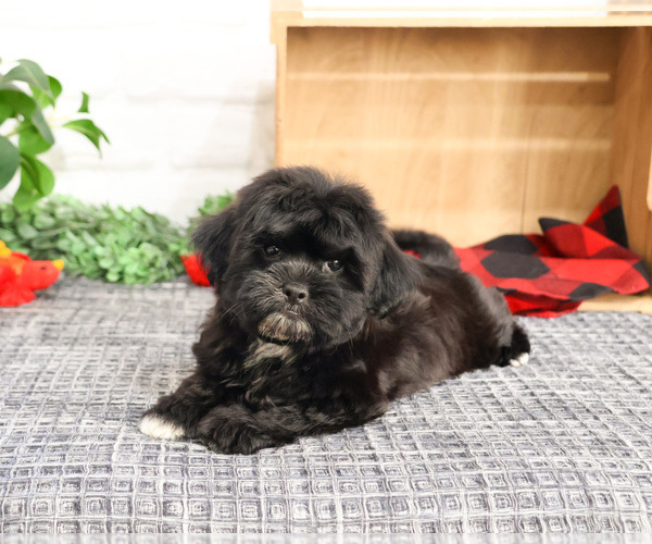 Medium Photo #1 ShihPoo Puppy For Sale in SYRACUSE, IN, USA