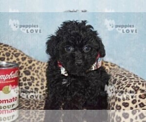 Poodle (Toy) Puppy for sale in SANGER, TX, USA