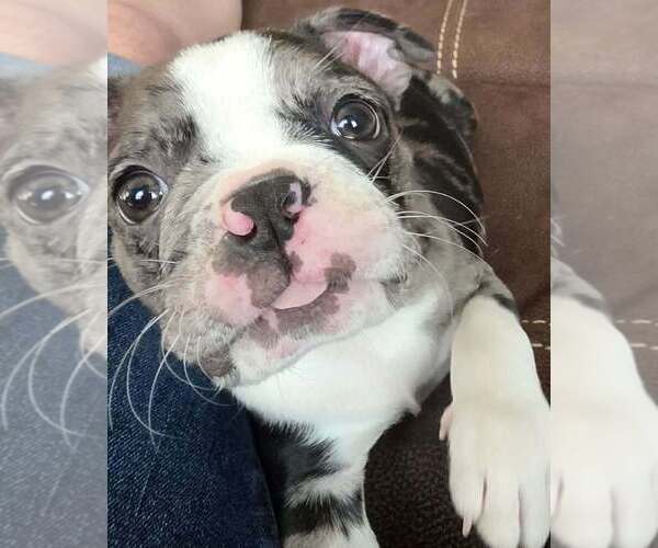 Medium Photo #3 Boston Terrier Puppy For Sale in SANFORD, NC, USA