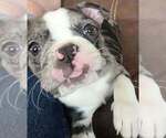 Small #2 Boston Terrier