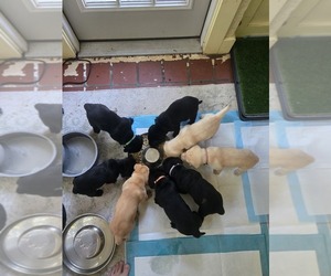 Labrador Retriever Puppy for sale in ELIZABETH CITY, NC, USA