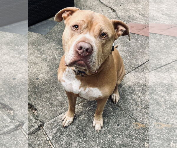 Medium Photo #2 American Pit Bull Terrier-American Staffordshire Terrier Mix Puppy For Sale in Staten Island, NY, USA