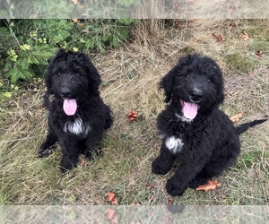 Bernedoodle Puppy for sale in Duncan, British Columbia, Canada