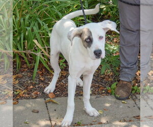 Wiggles - Male Labrador Retriever-Unknown Mix Dog for Adoption - Photo #4