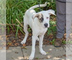Small #3 Labrador Retriever Mix