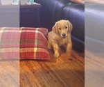 Small Photo #4 Golden Retriever Puppy For Sale in LODI, NY, USA