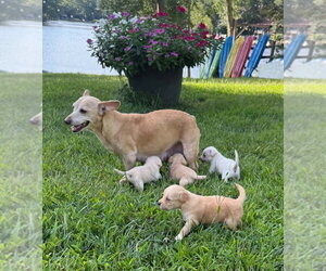 CeCe (AL) - Female Chihuahua-Unknown Mix Dog for Adoption - Photo #13