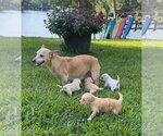 Small Photo #13 Chihuahua-Unknown Mix Puppy For Sale in New York, NY, USA