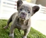 Small #7 French Bulldog