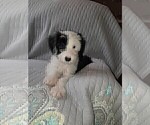 Small Photo #10 Sheepadoodle Puppy For Sale in TAYLOR, MI, USA