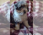 Small Photo #4 Aussiedoodle Miniature  Puppy For Sale in PARKER, PA, USA