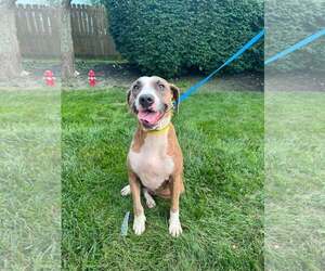 Mutt Dogs for adoption in Crystal, MN, USA