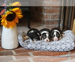 Small #6 Pembroke Welsh Corgi
