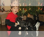 Small Photo #5 American Bully Puppy For Sale in MOTLEY, MN, USA