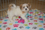 Small Photo #2 Lhasa Apso Puppy For Sale in ORO VALLEY, AZ, USA