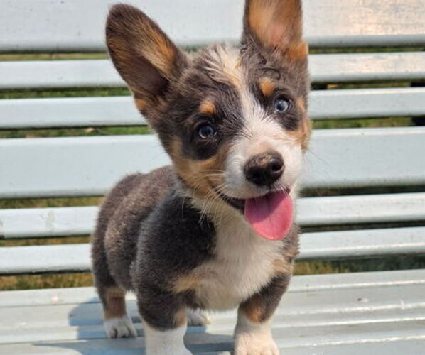 Medium Photo #1 Pembroke Welsh Corgi Puppy For Sale in MILTON, WI, USA