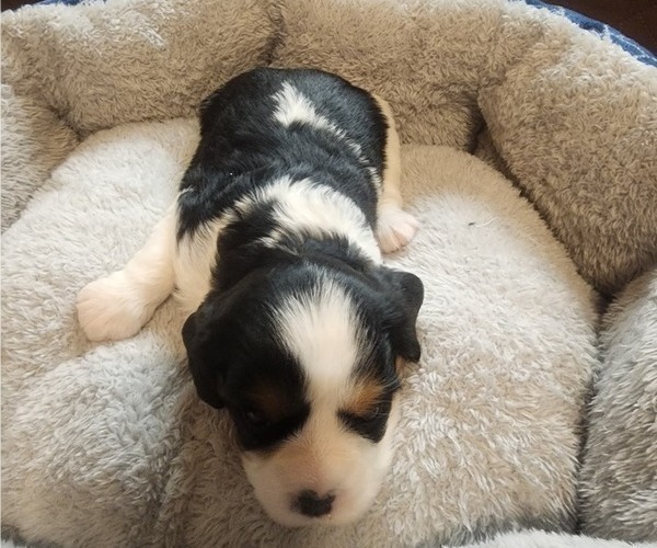 Medium Photo #2 Aussalier Puppy For Sale in ATHOL, ID, USA