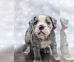 Puppy Olive Olde English Bulldogge