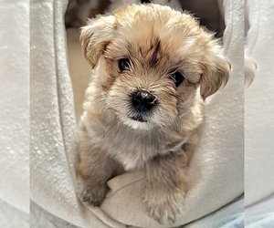 Maltipoo Puppy for Sale in INDIAN ROCKS BEACH, Florida USA