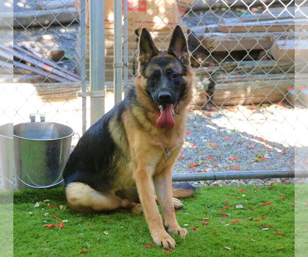 Medium Photo #2 German Shepherd Dog Puppy For Sale in San Diego, CA, USA