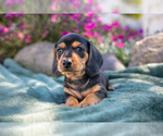 Puppy Benny Dachshund