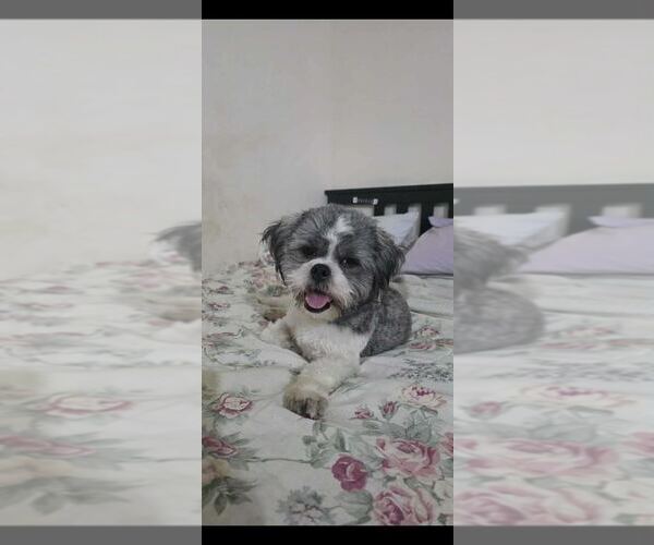Medium Photo #1 Shih Tzu Puppy For Sale in Silver Spring, MD, USA