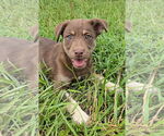 Small #1 Siberian Husky Mix