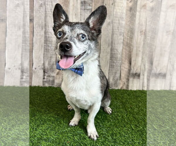 Medium Photo #2 Chihuahua-Unknown Mix Puppy For Sale in Corona, CA, USA