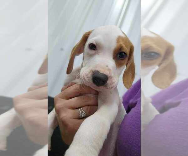 Medium Photo #4 Mutt Puppy For Sale in Osgood, IN, USA