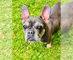 Small #1 French Bulldog