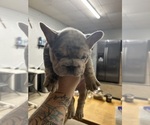 Small #1 French Bulldog