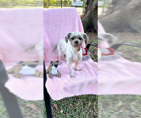 Medium Photo #9 Shih Tzu Puppy For Sale in Weston, FL, USA