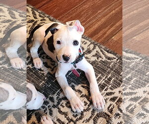 Mutt Dogs for adoption in Bellevue, WA, USA
